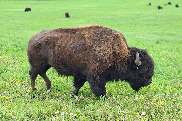 Our Bison Heard | Little Red Bison